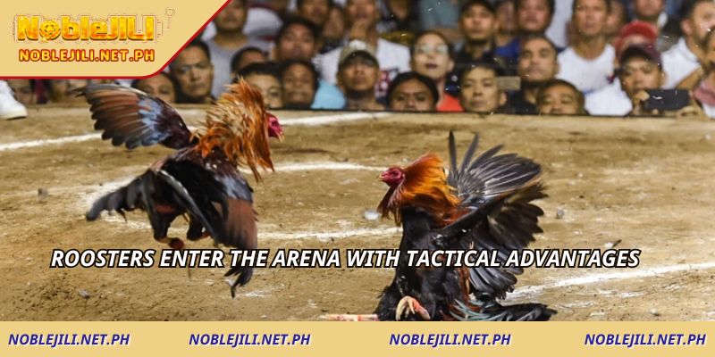 Roosters enter the arena with tactical advantages